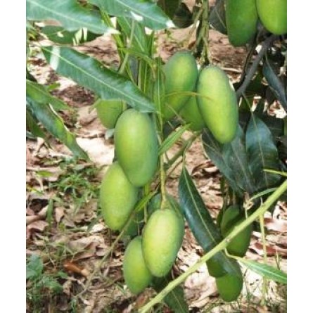 Dasheri Mango Plant